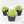 Pinguicula cyclosecta (Butterwort)