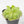 Pinguicula cyclosecta (Butterwort)