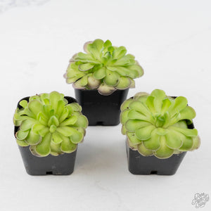 Pinguicula cyclosecta (Butterwort)