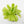 Pinguicula 'Guatemala' (Butterwort)