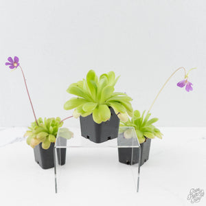 Pinguicula 'Guatemala' (Butterwort)