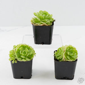 Pinguicula jaumavensis (Butterwort)