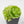 Pinguicula jaumavensis (Butterwort)