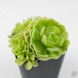 Pinguicula jaumavensis (Butterwort)