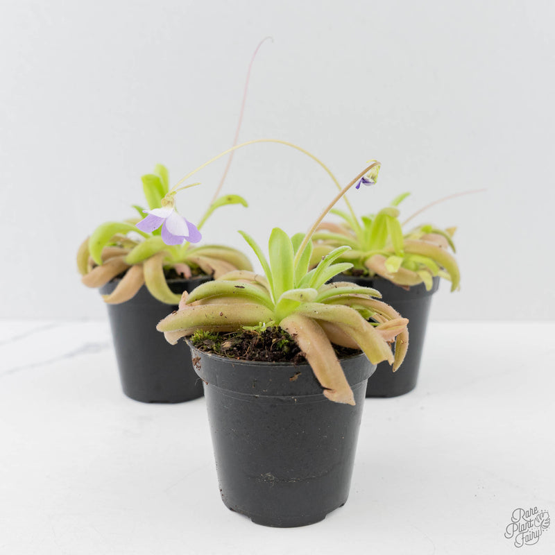 Pinguicula agnata x gypsicola (Butterwort)