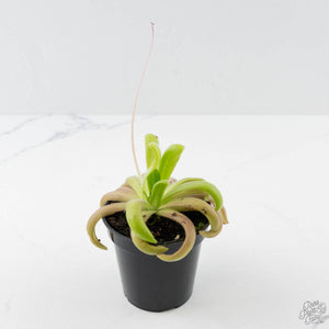 Pinguicula agnata x gypsicola (Butterwort)