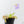 Pinguicula agnata x gypsicola (Butterwort)