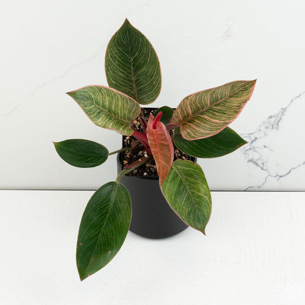 Philodendron 'Birkin' Pink Variegated *Grower's Choice*