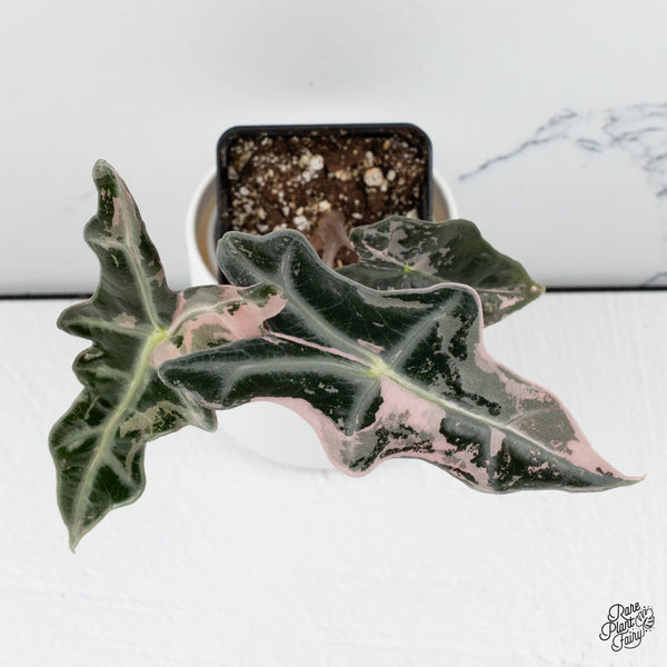Alocasia Sanderiana 'Nobilis' Pink Variegated *Grower's Choice*