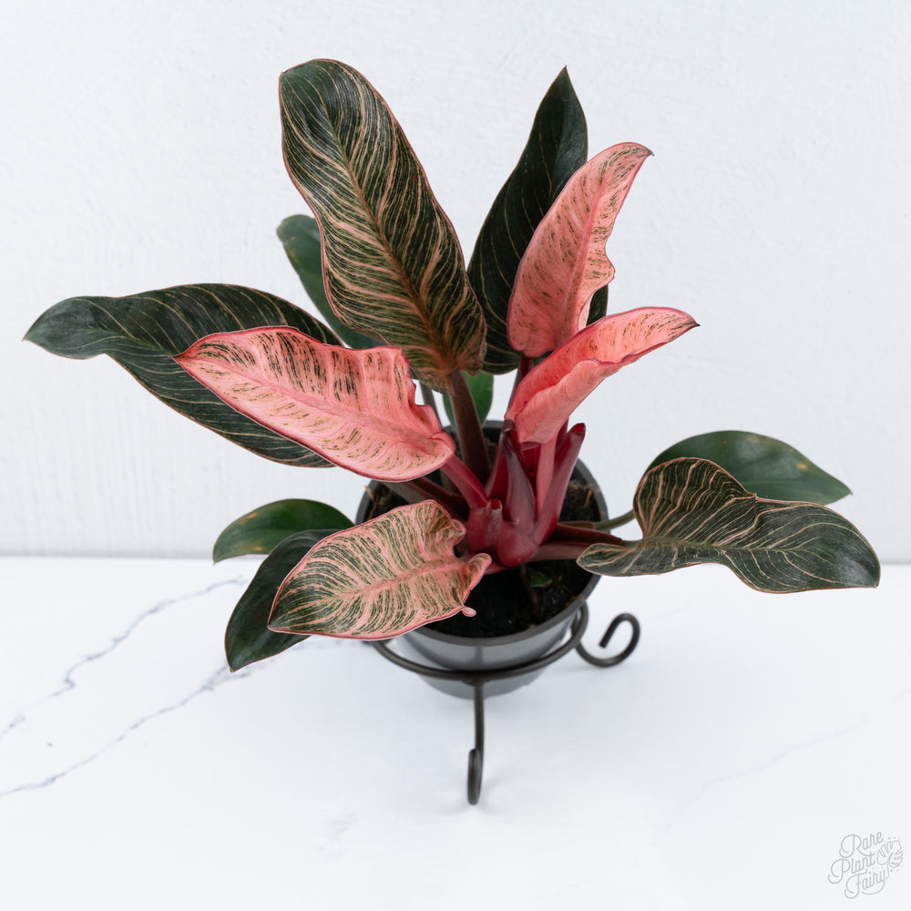 Philodendron Pink Bikini 'NATPHI01' (aka Pink Birkin)
