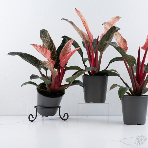 Philodendron 'Birkin' Pink Variegated *Grower's Choice*