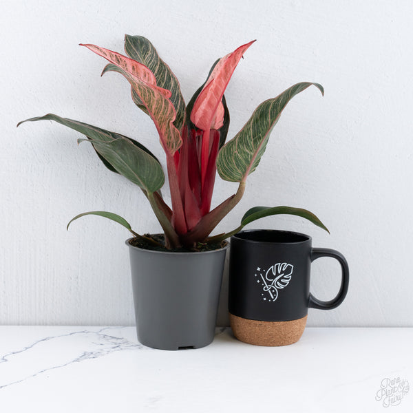 Philodendron 'Birkin' Pink Variegated *Grower's Choice*