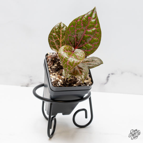 Piper crocatum *Grower's Choice*