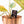 Philodendron 'Caramel Marble' *Grower's Choice*