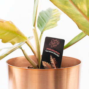 Philodendron 'Caramel Marble' *Grower's Choice*