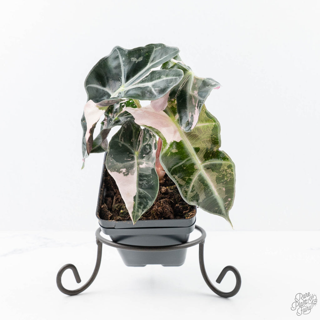 Alocasia 'Cuprea' Albo/Pink Variegated *Grower's Choice*