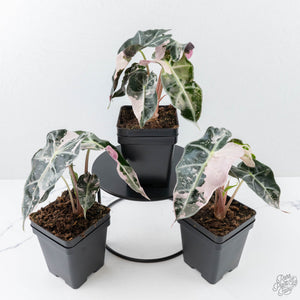 Alocasia 'Polly Pink Snowflake' variegated *Grower's Choice*