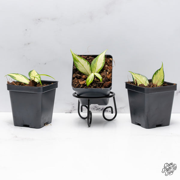 Hoya Polyneura Inner Variegated *Growers Choice*