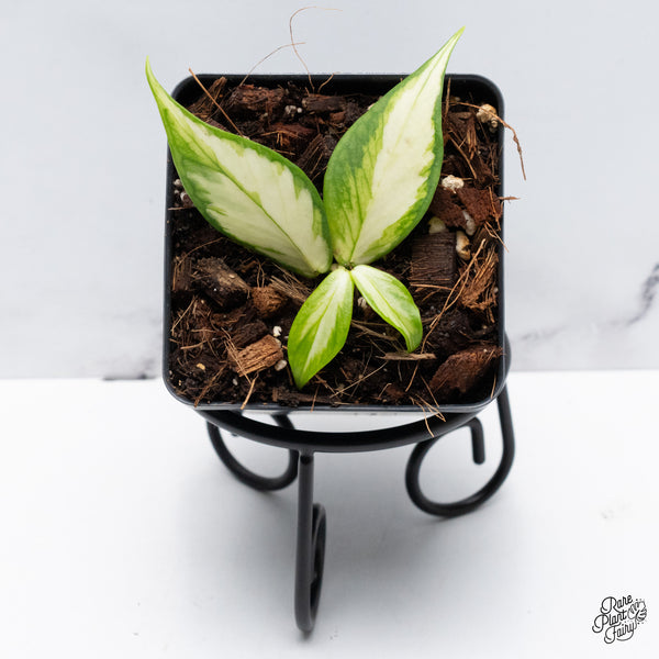 Hoya Polyneura Inner Variegated *Growers Choice*