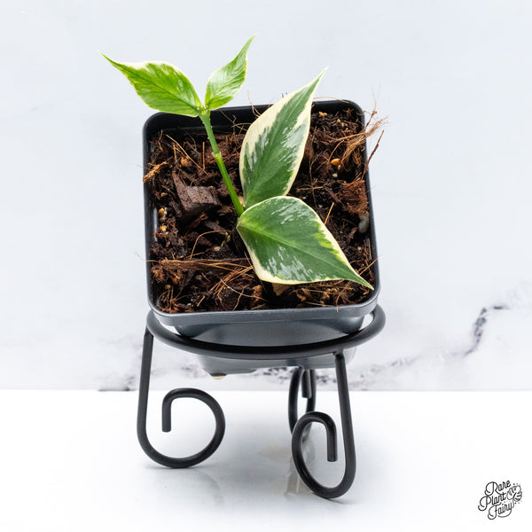 Hoya Polyneura Albomarginata Outer Variegated Splash *Growers Choice*