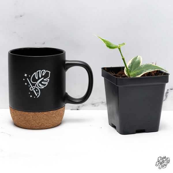 Hoya Polyneura Albomarginata Outer Variegated Splash *Growers Choice*