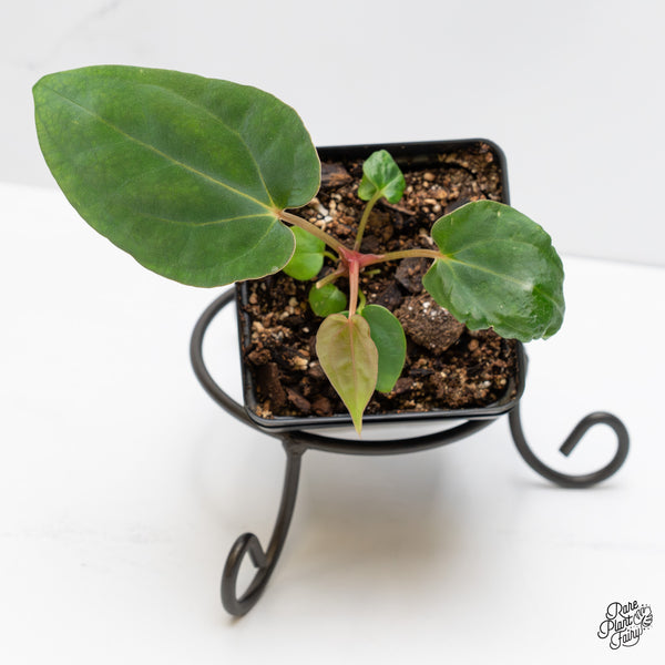 Anthurium Portillae × Antolakii (formerly BVEP) *Grower’s Choice*