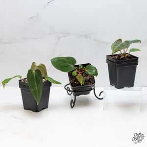 Anthurium Portillae Antolakii (formerly BVEP) *Grower Choice*