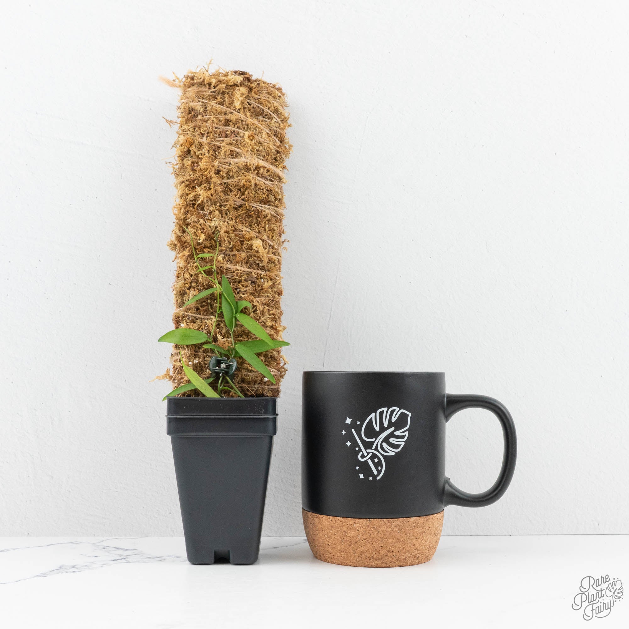 coffee for pothos Pothos scandens variegated (wk19-A) * True Pothos *