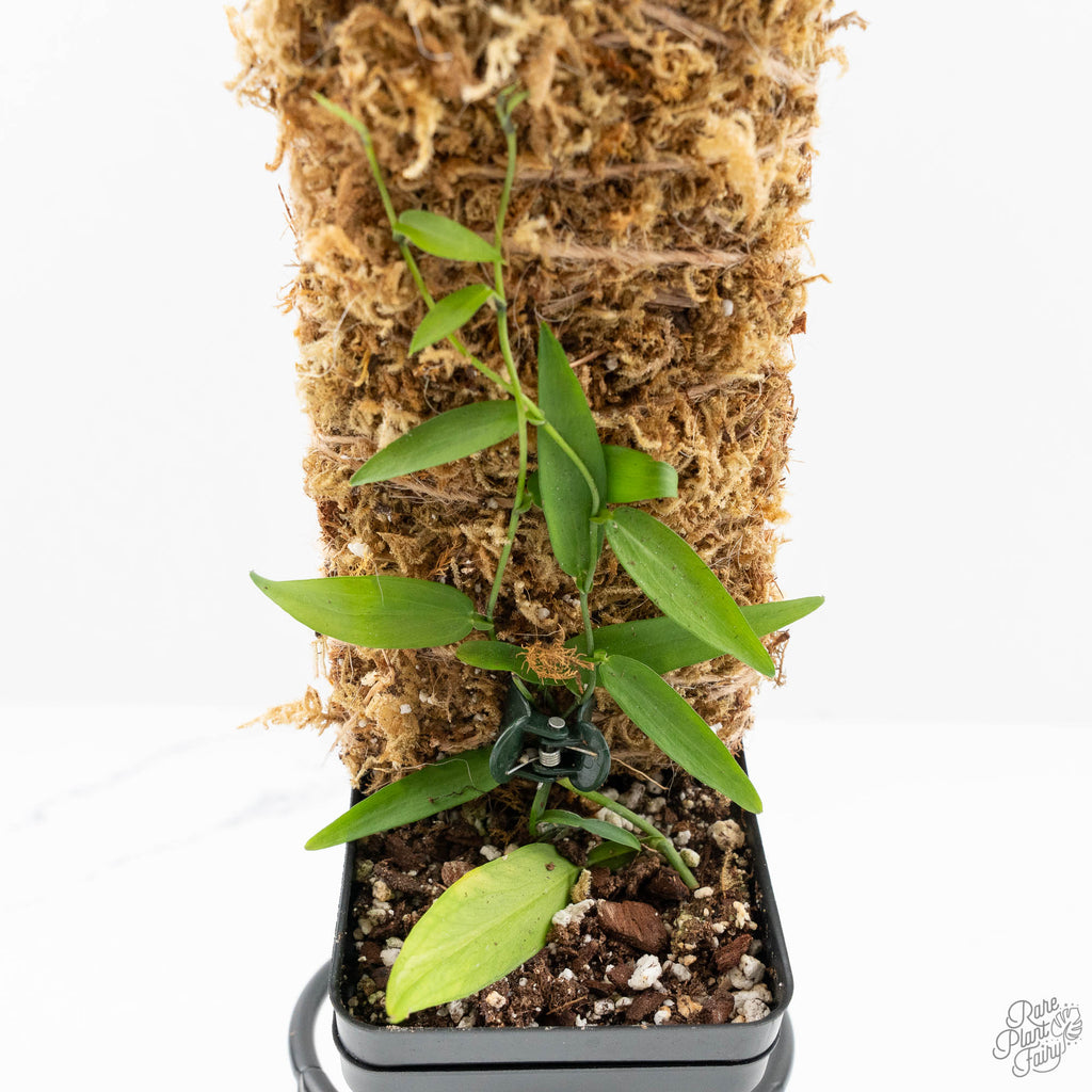 Pothos scandens variegated (wk19-A) * True Pothos *