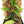 Pothos scandens variegated (wk19-A) * True Pothos *