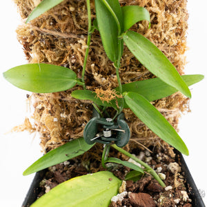 Pothos scandens variegated (wk19-A) * True Pothos *