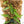 Pothos scandens variegated (wk19-A) * True Pothos *