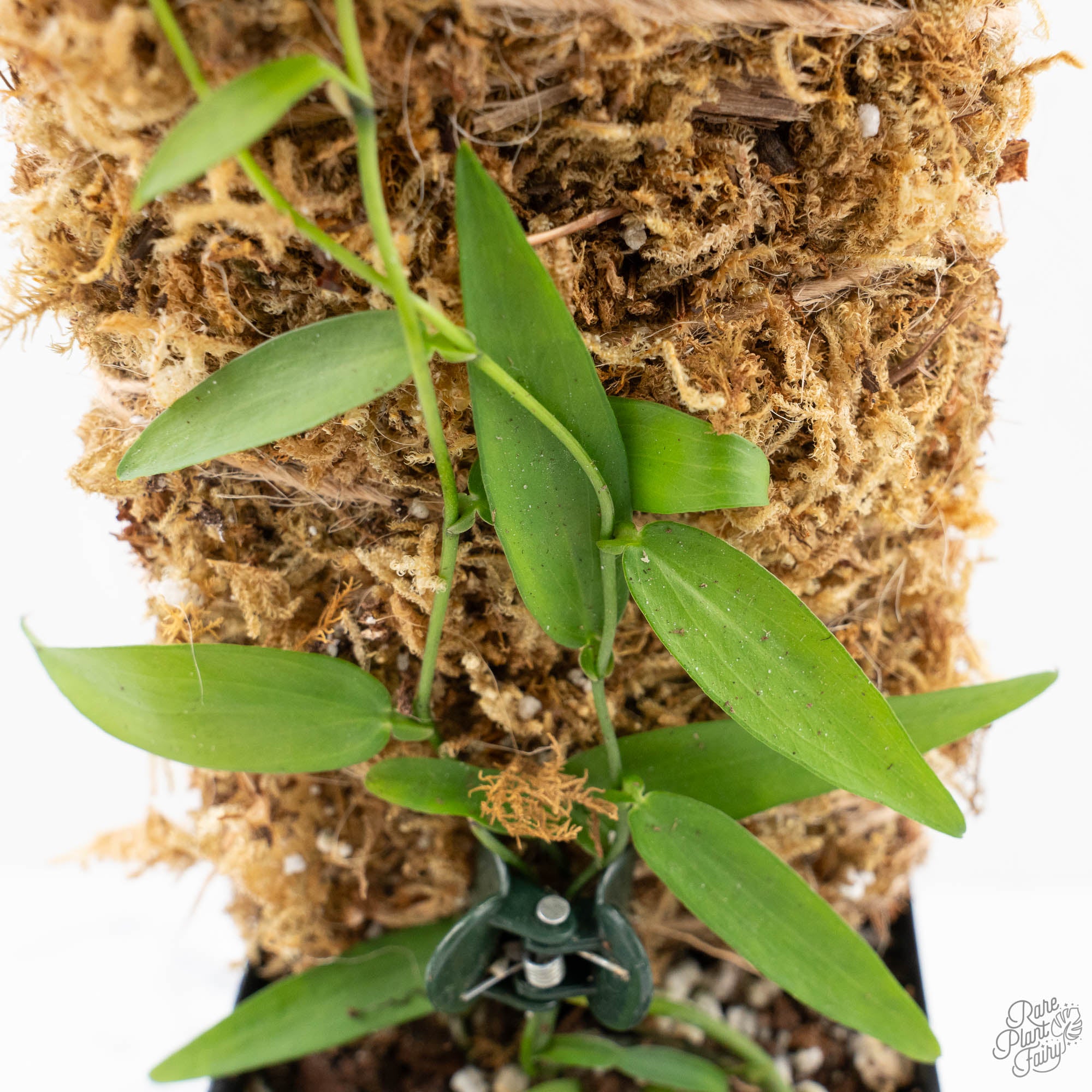 pothos scandens common name Pothos scandens variegated (wk19-A) * True Pothos *