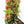 Pothos scandens variegated (wk19-A) * True Pothos *