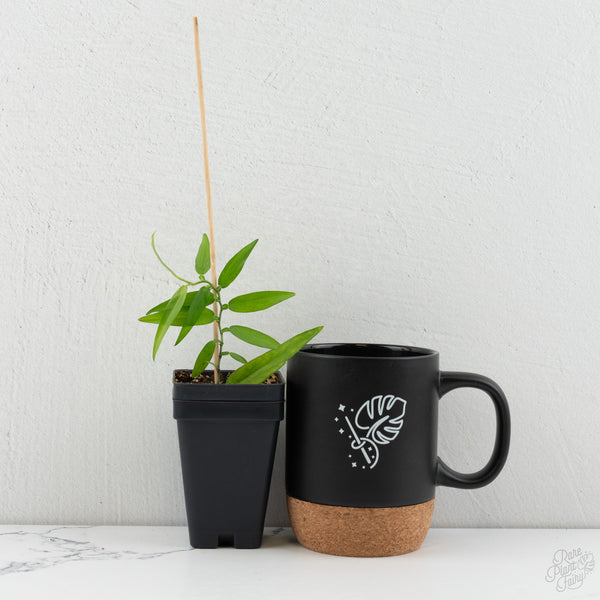 Pothos scandens (wk8-B) * True Pothos *