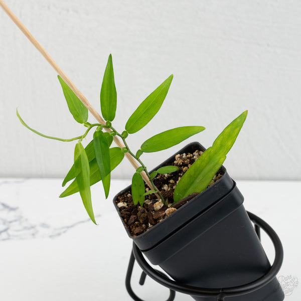 Pothos scandens (wk8-B) * True Pothos *