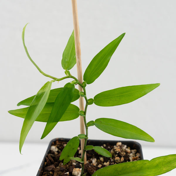 Pothos scandens (wk8-B) * True Pothos *