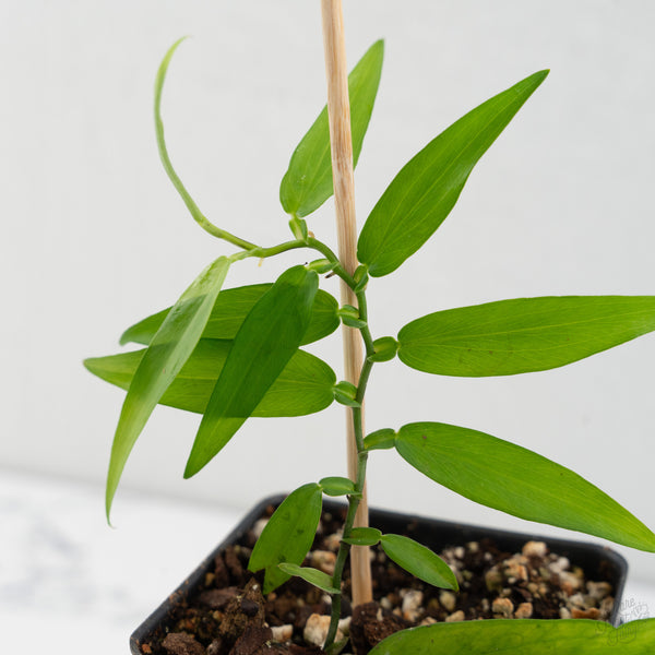 Pothos scandens (wk8-B) * True Pothos *