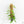 Pothos scandens variegated (wk16-I) * True Pothos *