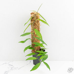Pothos scandens variegated (wk16-I) * True Pothos *