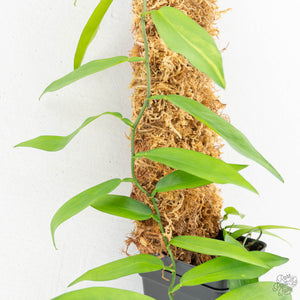 Pothos scandens variegated (wk16-I) * True Pothos *