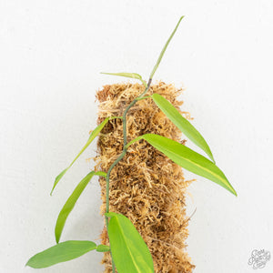 Pothos scandens variegated (wk16-I) * True Pothos *