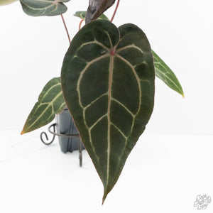 Anthurium Purple Rain '27' x Red Velvet Cake '24' by DocBlock® (wk18-V)