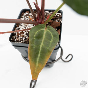 Anthurium Purple Rain '27' x Red Velvet Cake '24' by DocBlock® (wk18-V)
