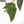 Anthurium Purple Rain '27' x Red Velvet Cake '24' by DocBlock® (wk18-V)