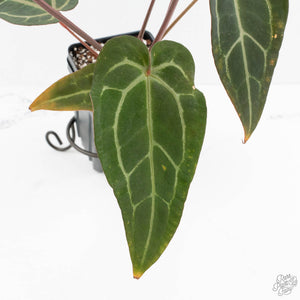 Anthurium Purple Rain '27' x Red Velvet Cake '24' by DocBlock® (wk18-V)