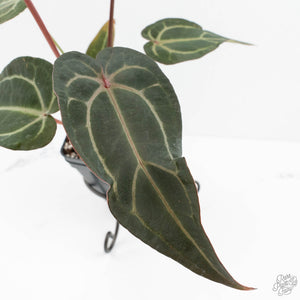 Anthurium Purple Rain '27' x Red Velvet Cake '24' by DocBlock® (wk18-V)