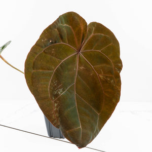 Anthurium DocBlock Purple Rain '27' x Lynette '18' by DocBlock® (wk30-F)