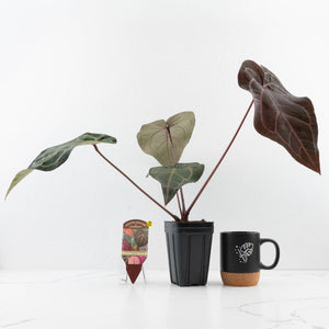 Anthurium Purple Rain '27' x Red Velvet Cake '24' by DocBlock® (wk34-L50)