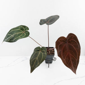 Anthurium Purple Rain '27' x Red Velvet Cake '24' by DocBlock® (wk34-L50)
